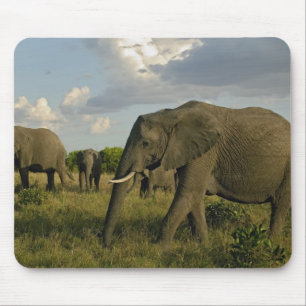 Alfombrilla De Ratón Elefantes africanos pastando, Loxodonta africana,