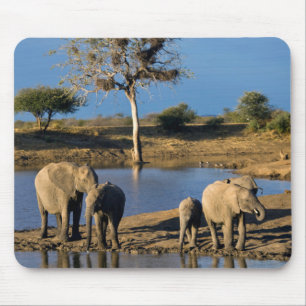 Alfombrilla De Ratón Elefantes de la sabana africana (Loxodonta African