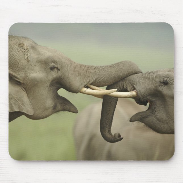 Alfombrilla De Ratón Elefantes indios asiáticos juegan a la lucha (Frente)