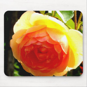 Alfombrilla De Ratón Elegante rosa floral de albaricoque rojo de durazn