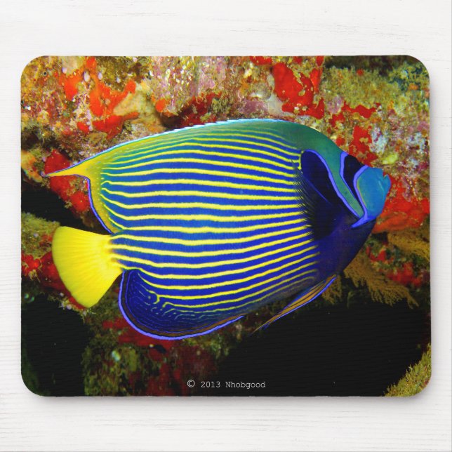 Alfombrilla De Ratón "Emperador Angelfish" の ウ ス マ ドNº 01 (Frente)