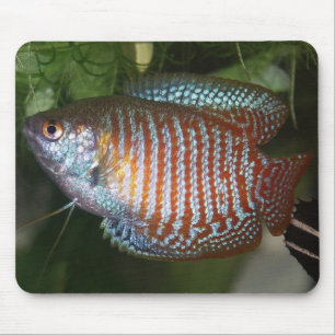 Alfombrilla De Ratón Enano Gourami - Colisa lalia