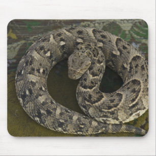 Alfombrilla De Ratón Encantador de serpientes, Víbora sopladora african
