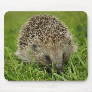Alfombrilla De Ratón Erizo Mousepad