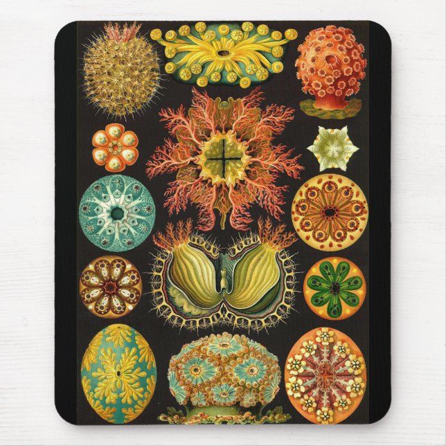 Alfombrilla De Ratón Ernst Haeckel - Ascidiae (Frente)