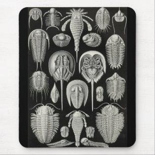 Alfombrilla De Ratón Ernst Haeckel - Aspidonia