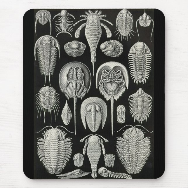 Alfombrilla De Ratón Ernst Haeckel - Aspidonia (Frente)