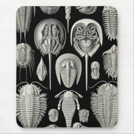 Alfombrilla De Ratón Ernst Haeckel Aspidonia