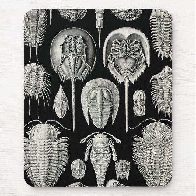Alfombrilla De Ratón Ernst Haeckel Aspidonia (Frente)