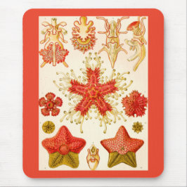 Alfombrilla De Ratón Ernst Haeckel Asteridea