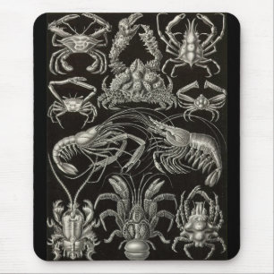 Alfombrilla De Ratón Ernst Haeckel - decápodos