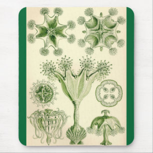 Alfombrilla De Ratón Ernst Haeckel - medusas de Stauromedusae