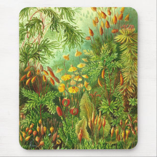 Alfombrilla De Ratón Ernst Haeckel - Muscinae
