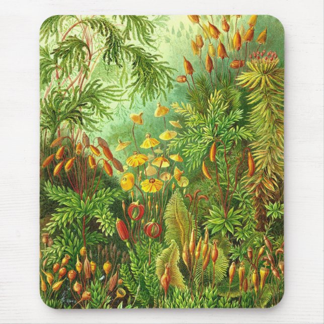 Alfombrilla De Ratón Ernst Haeckel - Muscinae (Frente)