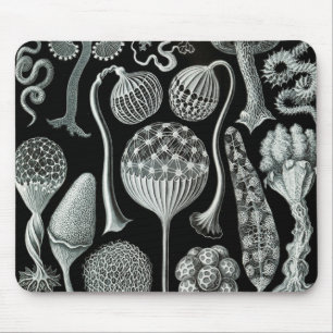Alfombrilla De Ratón Ernst Haeckel Naturalista