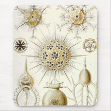Ernst Haeckel Phaeodaria
