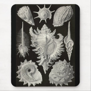 Alfombrilla De Ratón Ernst Haeckel - Prosobranchia