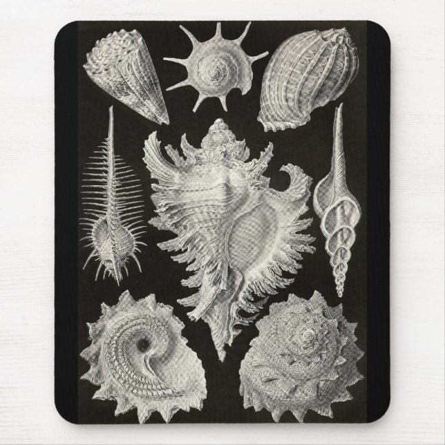 Alfombrilla De Ratón Ernst Haeckel - Prosobranchia (Frente)
