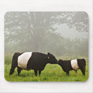 Alfombrilla De Ratón Escena polea de una vaca galloway con vientre en e
