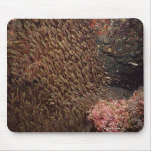 Alfombrilla De Ratón Escuela de los pescados 2