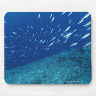 Alfombrilla De Ratón Escuela de los pescados 6