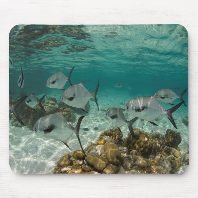 Alfombrilla De Ratón Escuela de peces permitidos (Frente)