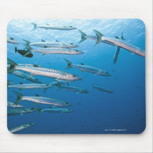 Alfombrilla De Ratón Escuela del barracuda del blackfin (qenie del
