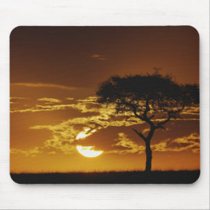 Alfombrilla De Ratón Espina de los paraguas Acacia, Acacia tortilis,