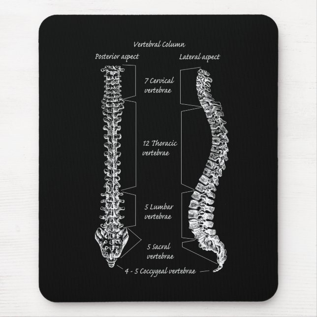 Alfombrilla De Ratón Espina dorsal (Frente)