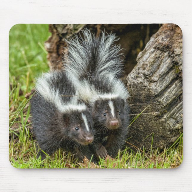 Alfombrilla De Ratón Estados Unidos, Minnesota, Sandstone, Vida silvest (Frente)