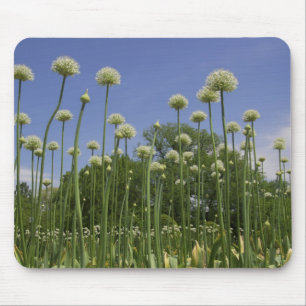 Alfombrilla De Ratón Estados Unidos, Nueva Inglaterra, Massachusetts, B