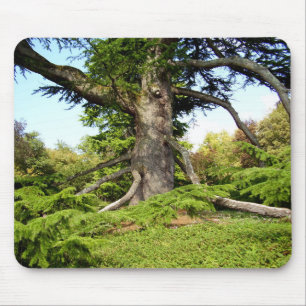 Alfombrilla De Ratón Estera de Moue del árbol de Cedro-de-Líbano