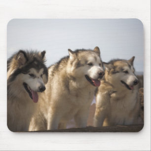 Alfombrilla De Ratón Esteras del ratón de los Malamutes de Alaska