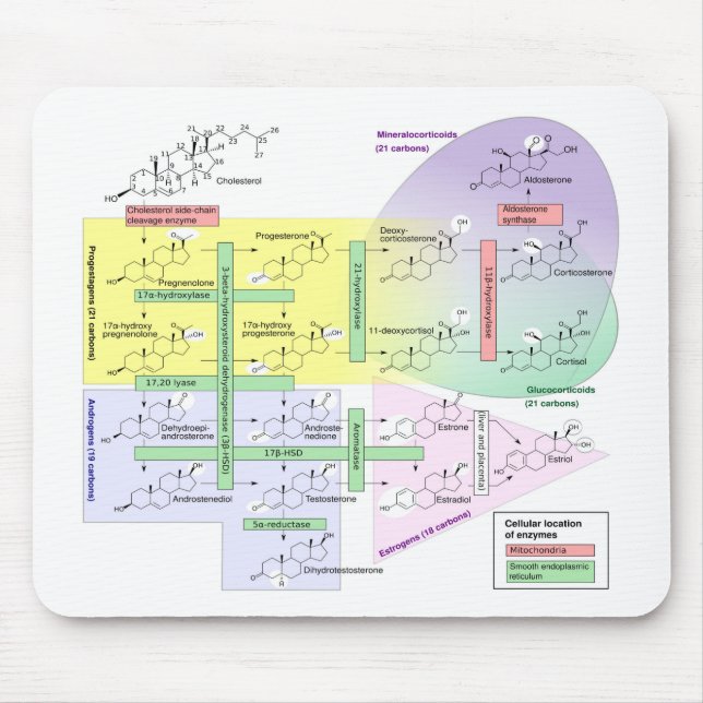 Alfombrilla De Ratón Esteroidogénesis Humana Diagrama Químico Biológico (Frente)
