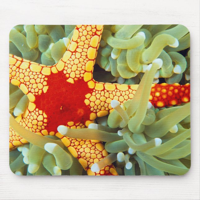 Alfombrilla De Ratón Estrella de mar roja y amarilla (Frente)