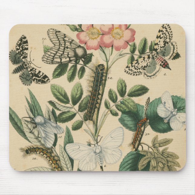 Alfombrilla De Ratón Etapas de la vida de la mariposa por Vision Studio (Frente)