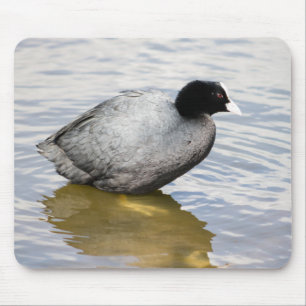 Alfombrilla De Ratón EurasianCoot
