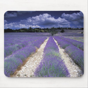 Alfombrilla De Ratón Europa, Francia, Provenza. Campos de lavanda