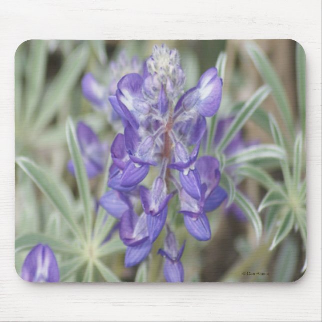Alfombrilla De Ratón F18 Lupina Anual de Flor Silvestre Púrpura (Frente)