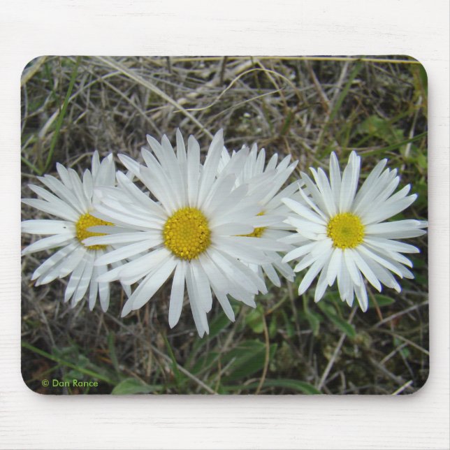 Alfombrilla De Ratón F42 Flores Silvestres Blancas Aster Liso (Frente)