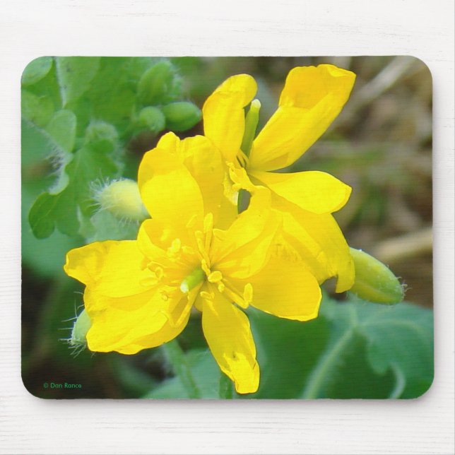 Alfombrilla De Ratón F44 Flores silvestres amarillas mostaza salvaje (Frente)