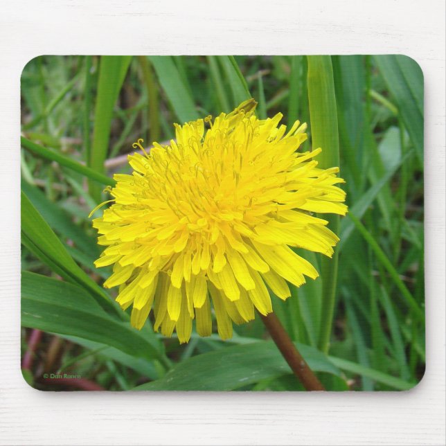 Alfombrilla De Ratón F45 Diente de León "Taraxacum Officinale" (Frente)
