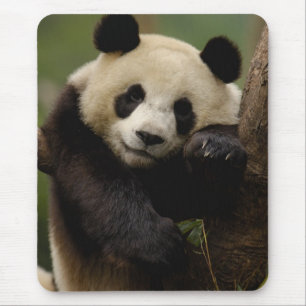 Alfombrilla De Ratón Familia del panda gigante (Ailuropoda melanoleuca)