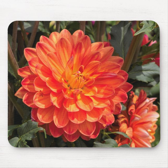 Alfombrilla De Ratón Fiery Dahlia (Frente)