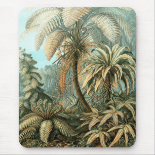 Alfombrilla De Ratón Filicinae por Ernst Haeckel, Plantas de helechos a