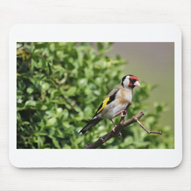Alfombrilla De Ratón FInch (Frente)