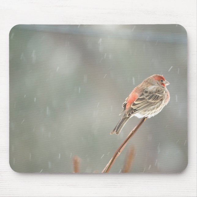 Alfombrilla De Ratón Finch de la casa en una sucursal (Frente)