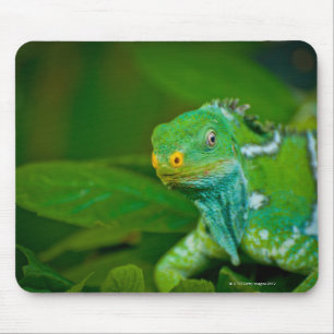 Alfombrilla De Ratón Fiyi creyó Iguana, Parque Eco Kula, Viti Levu,