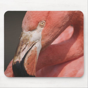 Alfombrilla De Ratón Flamenco Chileno, Phoenicopterus chilensis