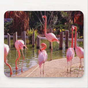 Alfombrilla De Ratón Flamencos de la Florida